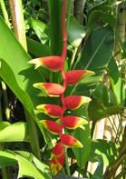 Heliconia_Rostrata